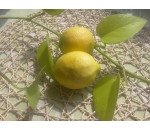 Citrony BIO 500 g